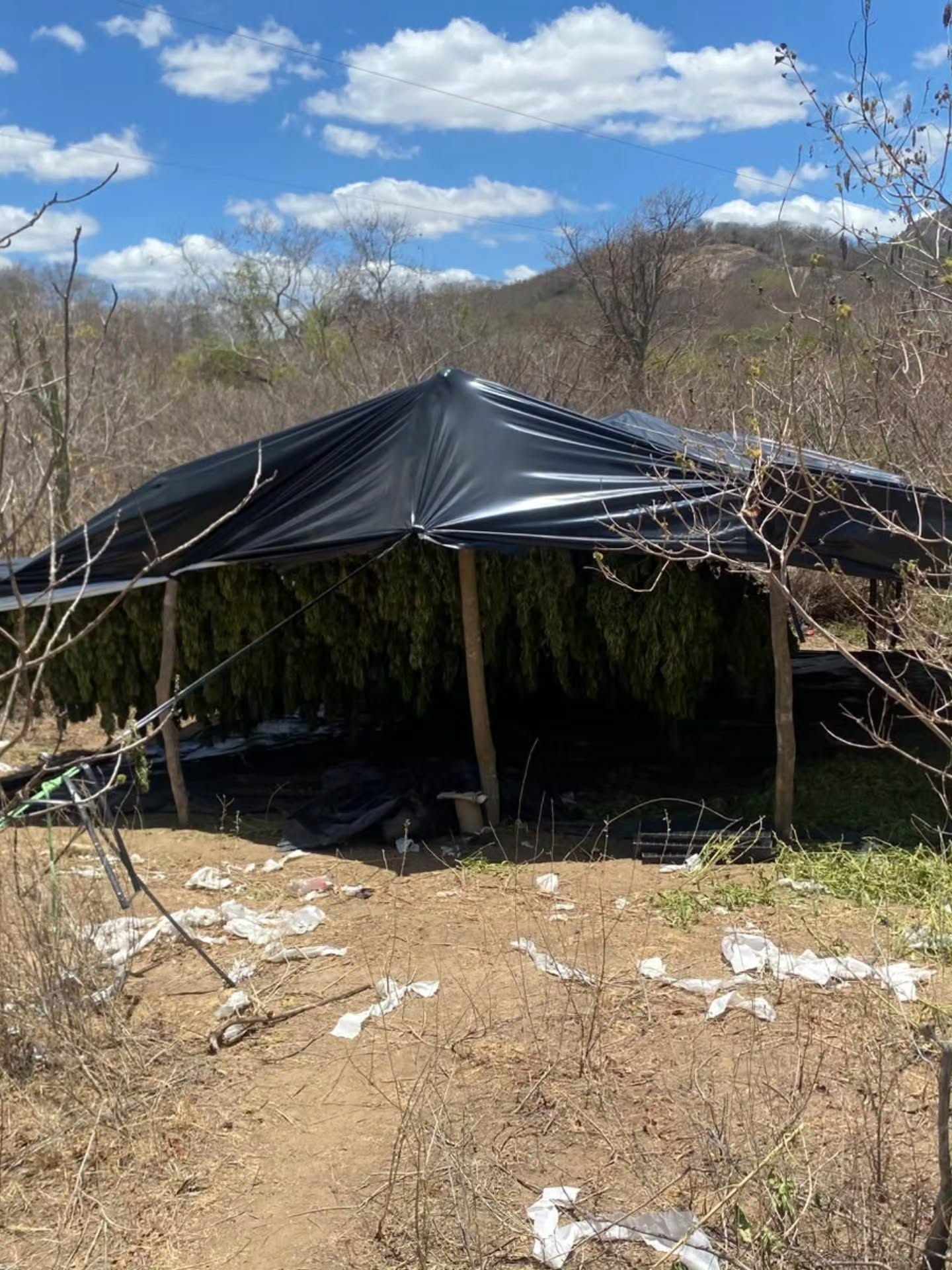 Polícia erradica plantação de maconha em Alagoinha