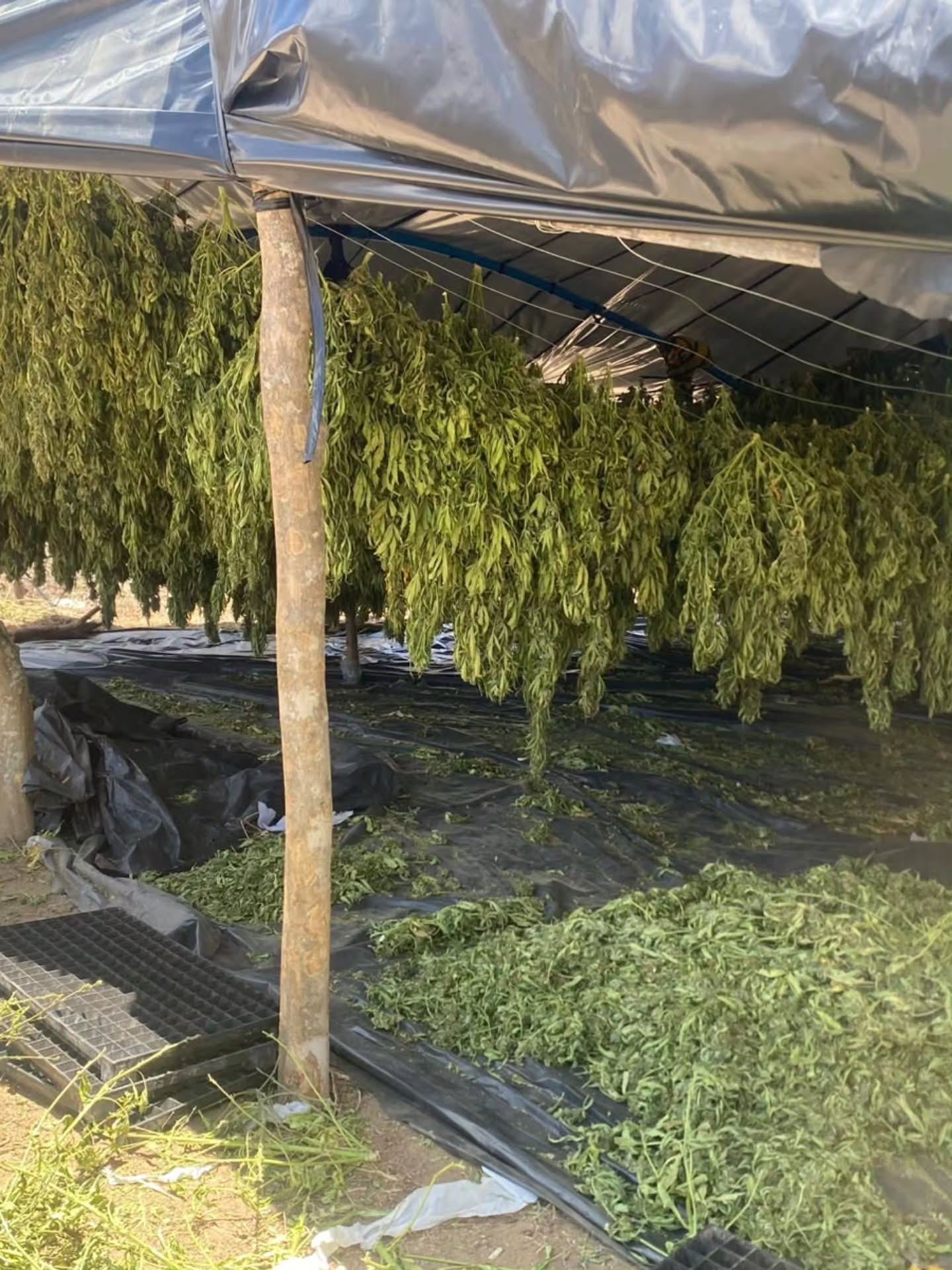 Polícia erradica plantação de maconha em Alagoinha