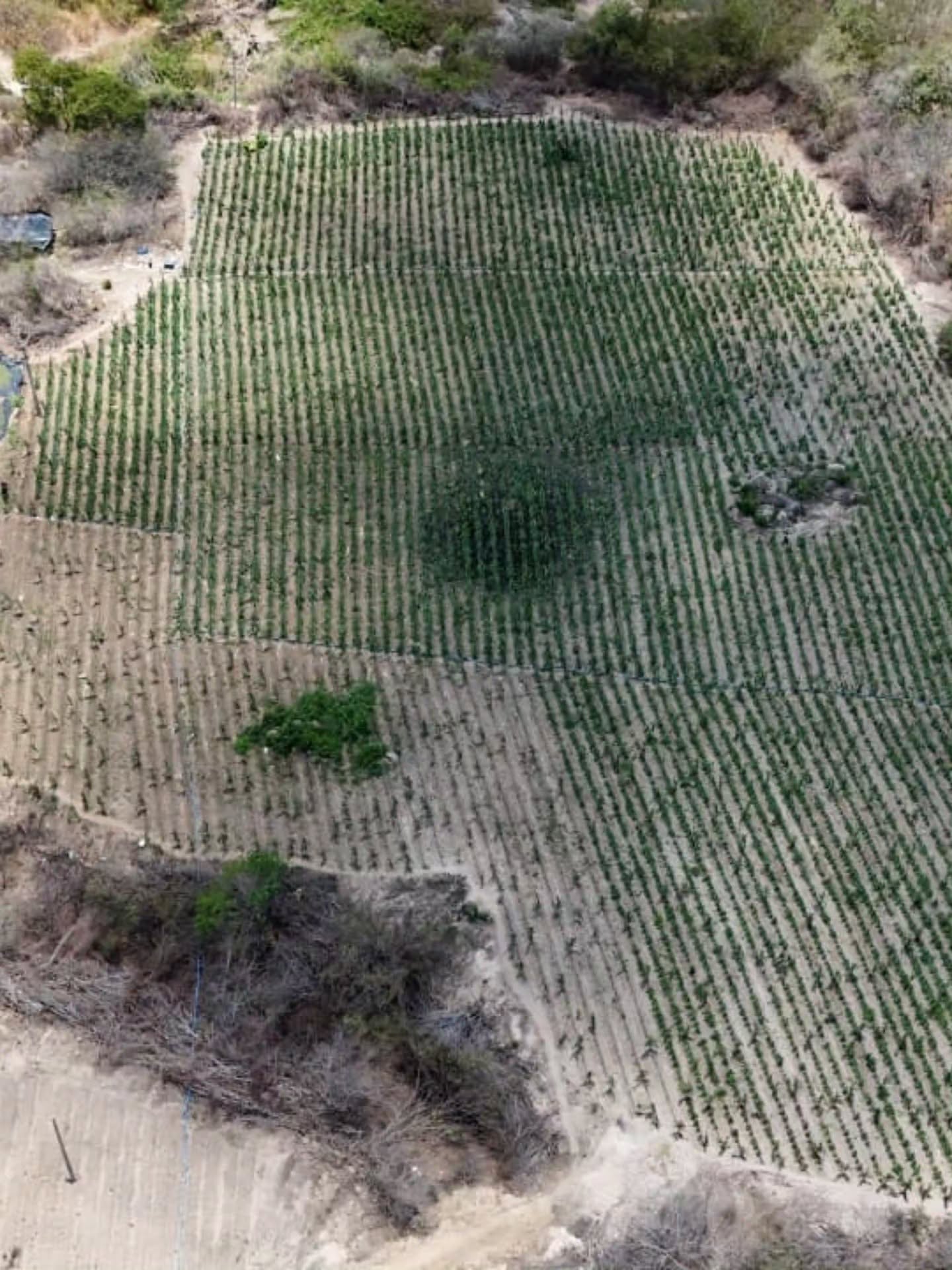 Polícia erradica plantação de maconha em Alagoinha