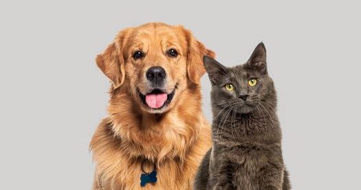 Happy panting Golden retriever dog and blue Maine Coon cat looking at camera, Isolated on grey