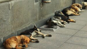 Justiça determina medidas de proteção animal em Arcoverde