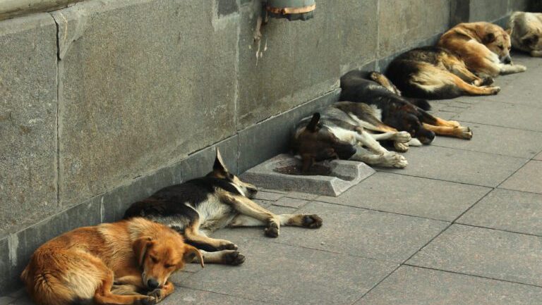 Stray dogs sleeping on a sidewalk
