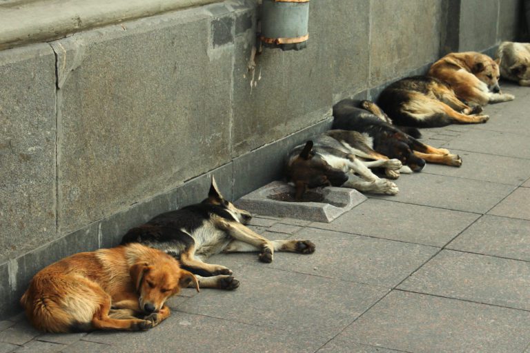 Justiça determina medidas de proteção animal em Arcoverde