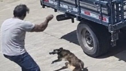 Prefeitura de Iguaracy abre procedimento para apurar captura de cão