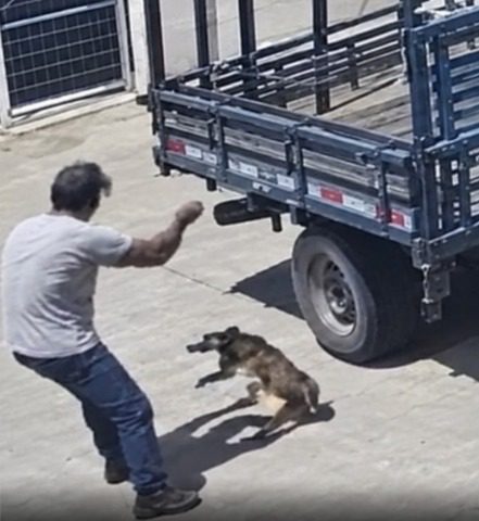 Prefeitura de Iguaracy e captura de cão 