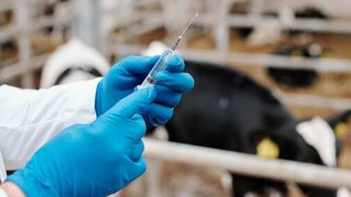 Venturosa realiza cadastro de produtores para vacinação contra a brucelose