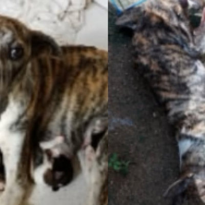 Envenenamento de animais em abrigo gera revolta e mobiliza população em Tabira